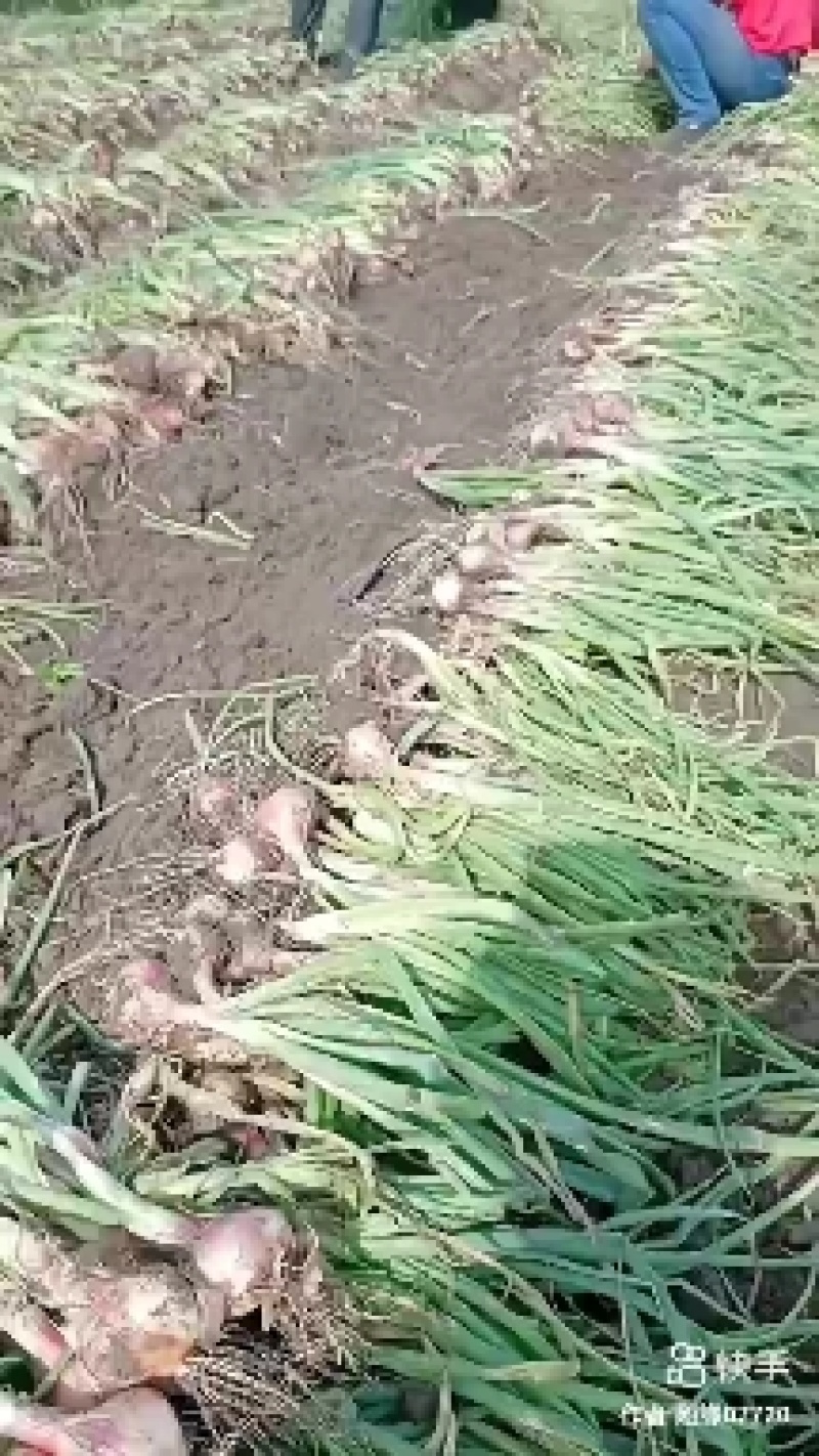 东北小红葱大量上市质量好规格可选价格美丽欢迎采购