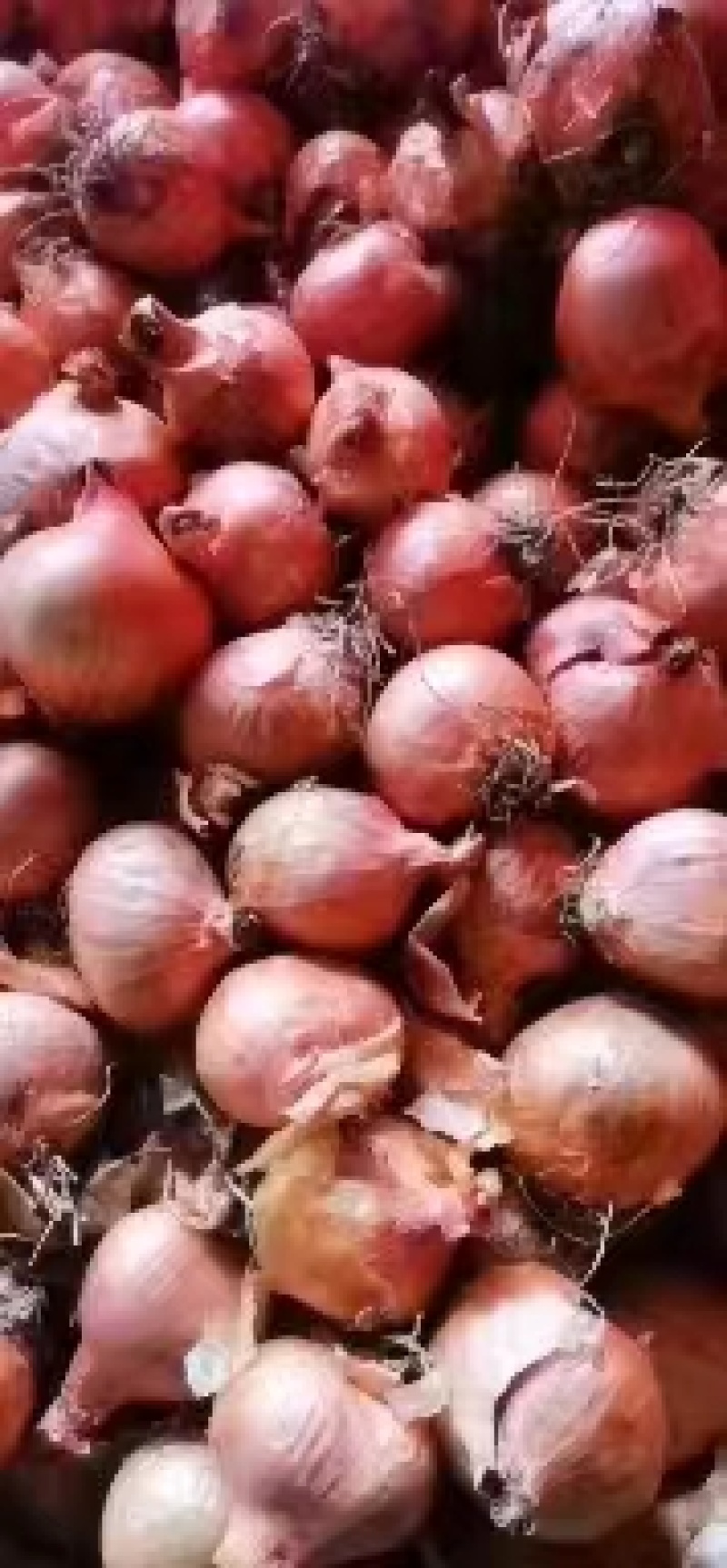 东北小红葱大量上市质量好规格可选价格美丽欢迎采购