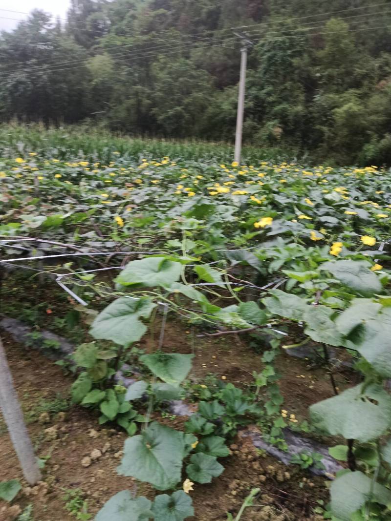番茄