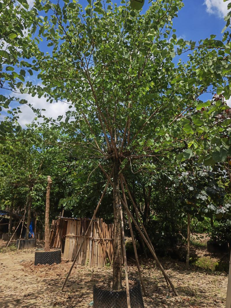 宫粉紫荆（绿化景观树）