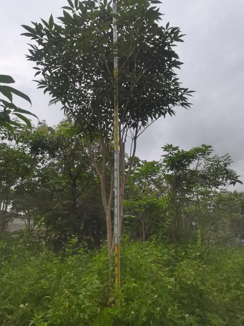 紫花风铃木（绿化，景观树）