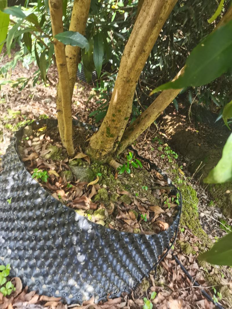 水蒲桃（绿化树，景观树）
