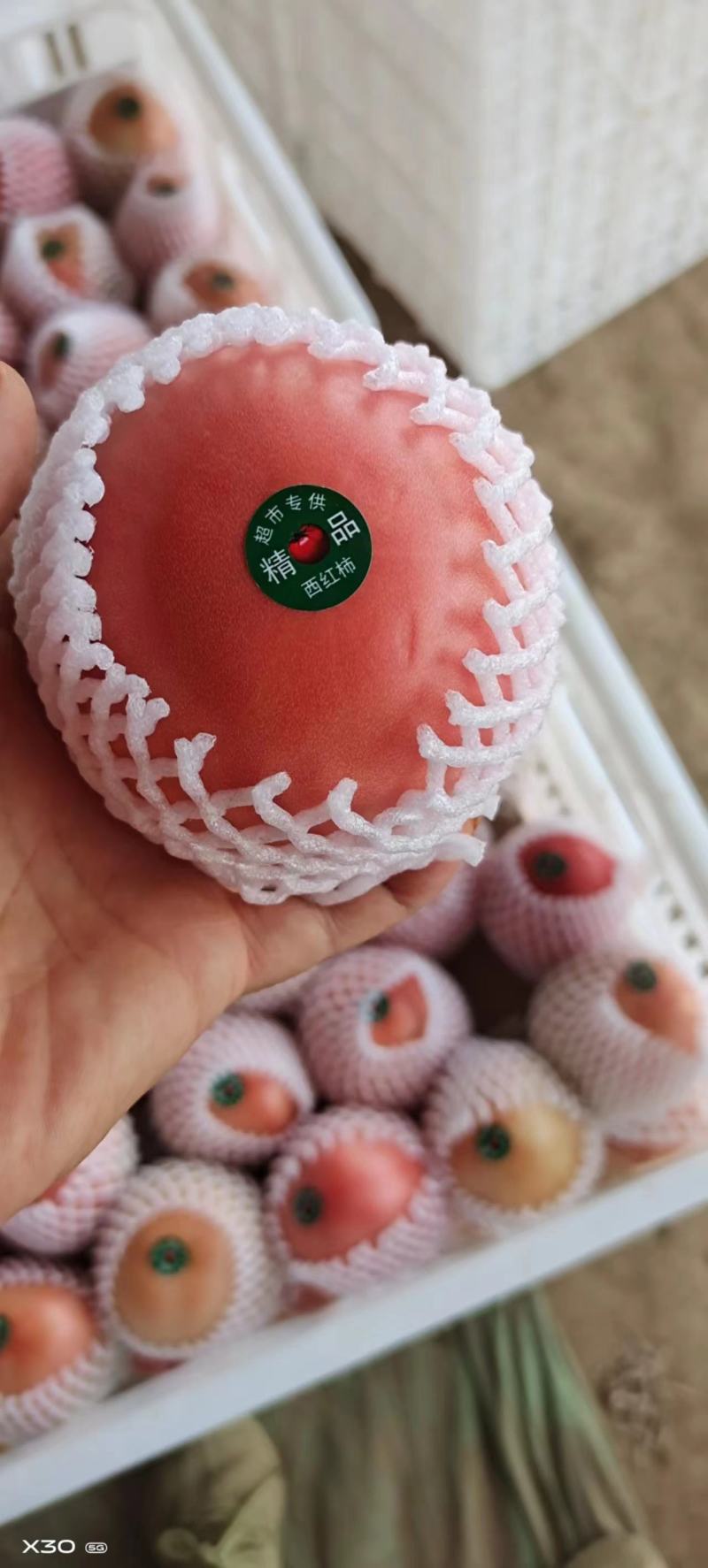 万亩精品硬粉西红柿，保质保量