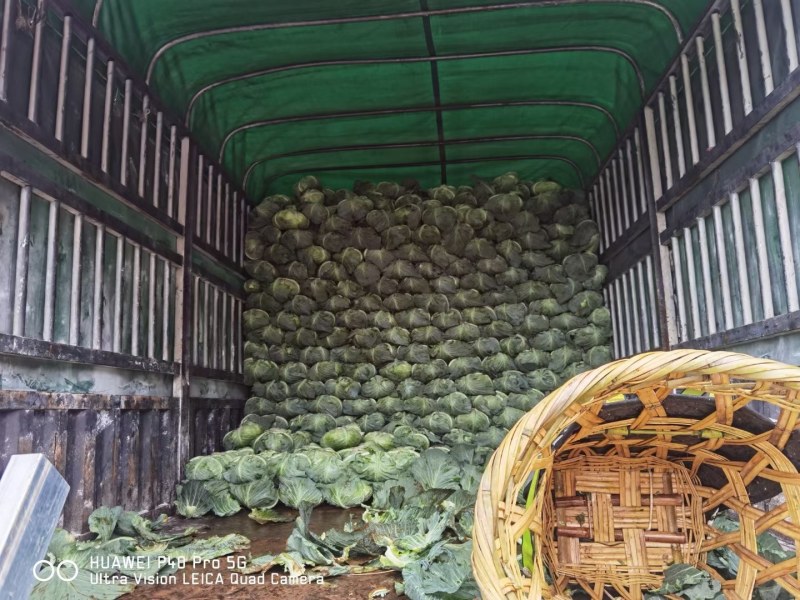 高山露天种植精品