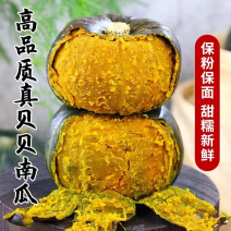 贝贝南瓜山东济宁种植基地