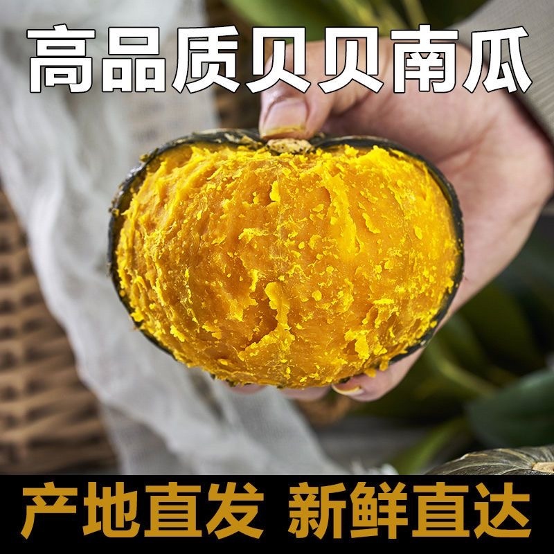 贝贝南瓜山东济宁种植基地