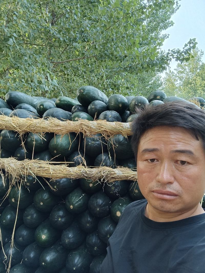 黑皮掉东瓜，基地种植，种植面积大代发全国各地