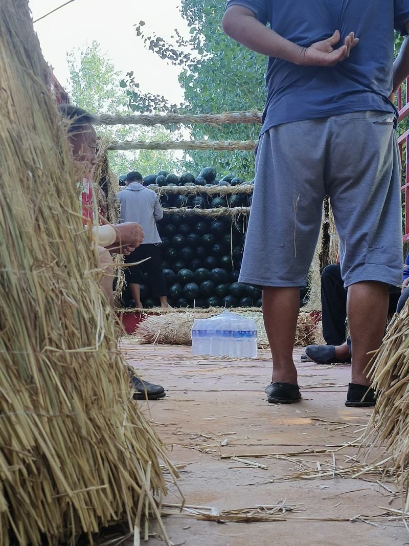黑皮掉东瓜，基地种植，种植面积大代发全国各地