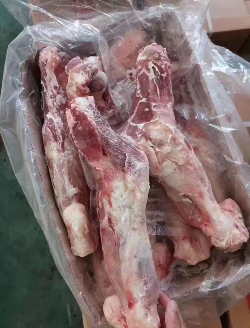 带键后腿骨