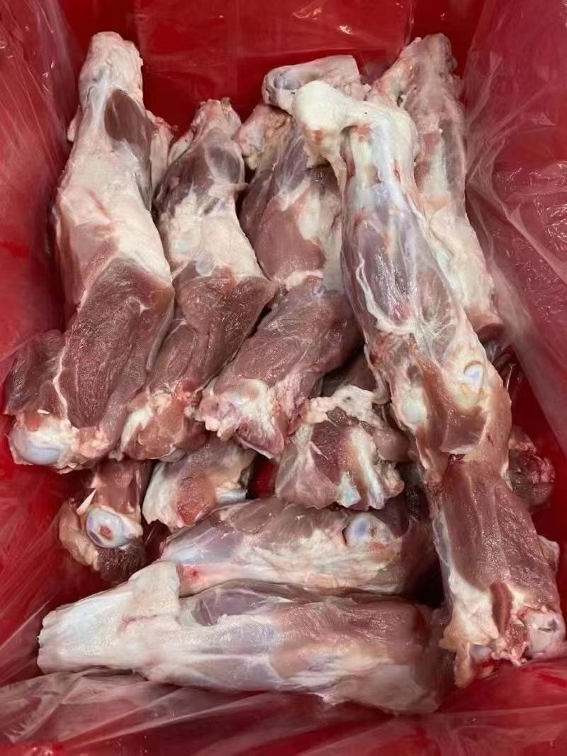 带键后腿骨