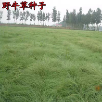 野牛草种子耐旱耐热多年生绿化草籽护坡固土低矮草坪草种籽