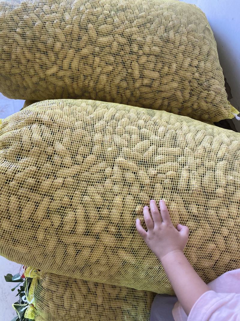 [推荐]开封祥符区沙地鲜花生花生颗粒饱满大量供应