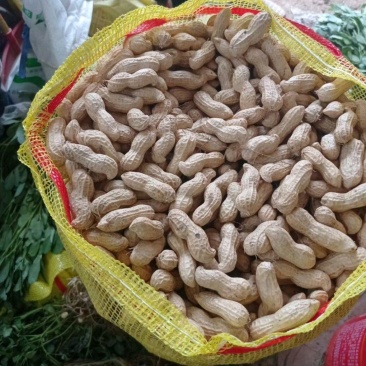 [推荐]开封祥符区沙地鲜花生花生颗粒饱满大量供应