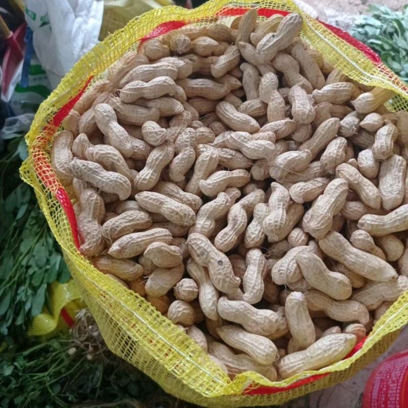 [推荐]开封祥符区沙地鲜花生花生颗粒饱满大量供应