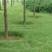 野牛草种子耐旱耐热多年生绿化草籽护坡固土低矮草坪草种籽