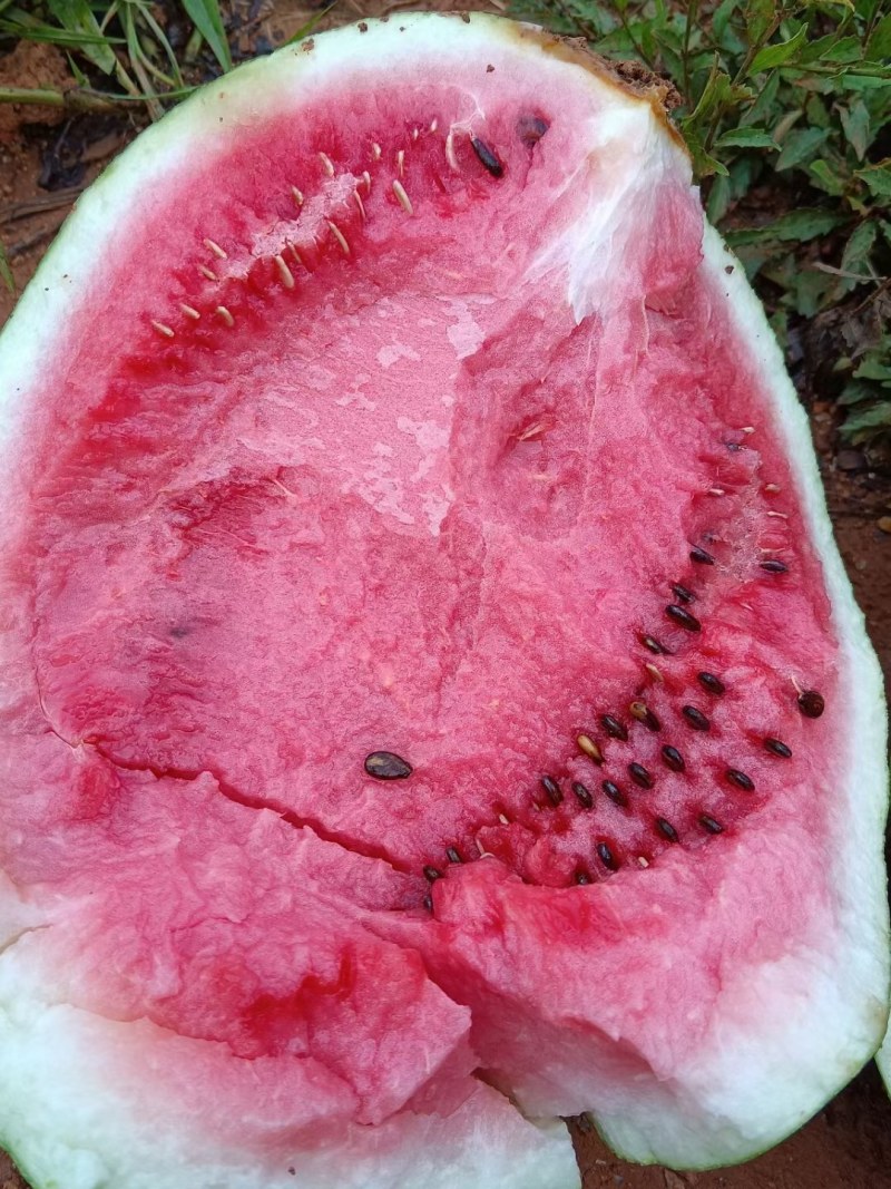 麒麟西瓜