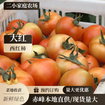 优质西红柿,产地直供,现货量大,大红/硬粉