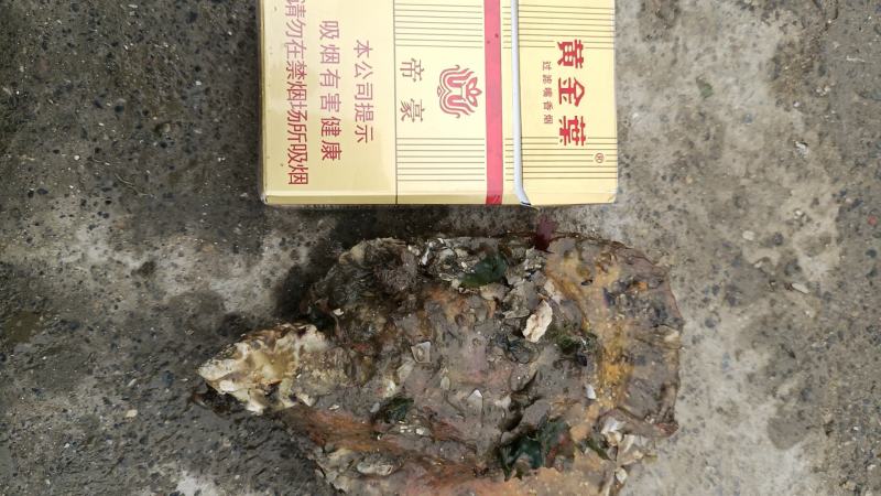 辽宁生蚝/大金生蚝，货量充足/一手货源，现捞现发