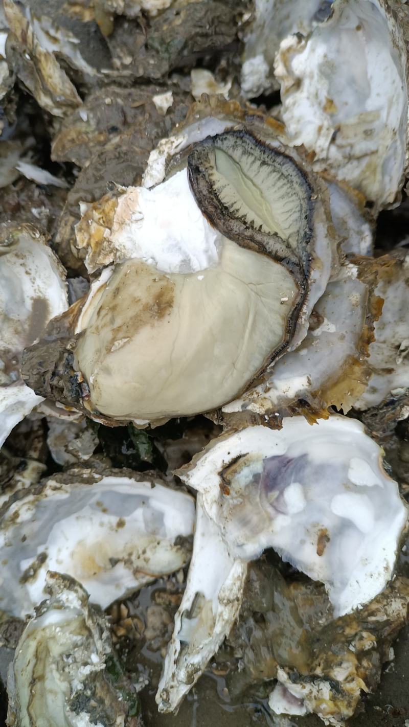 辽宁生蚝/大金生蚝，货量充足/一手货源，现捞现发
