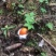 川西高原野生菌品种多