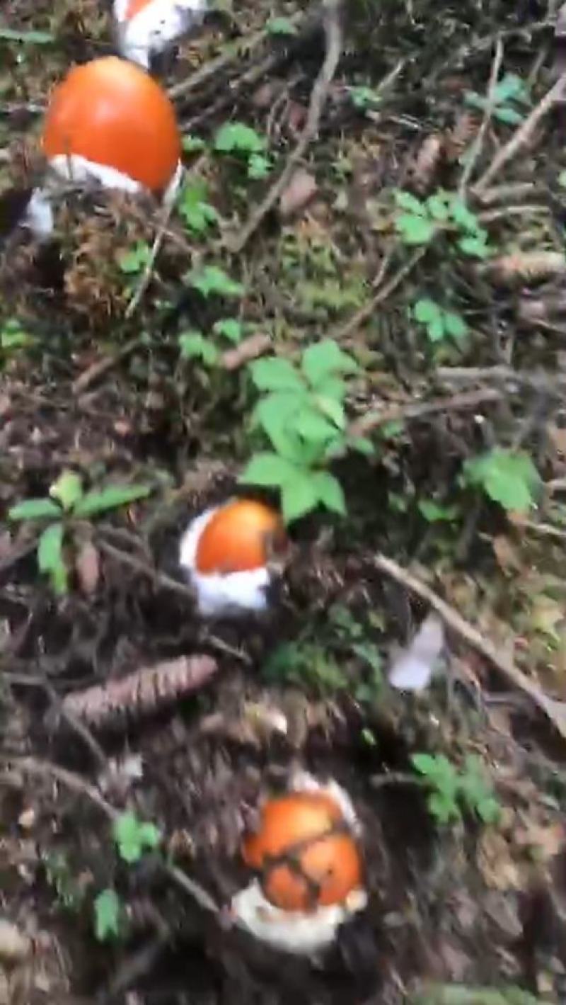 川西高原野生菌品种多