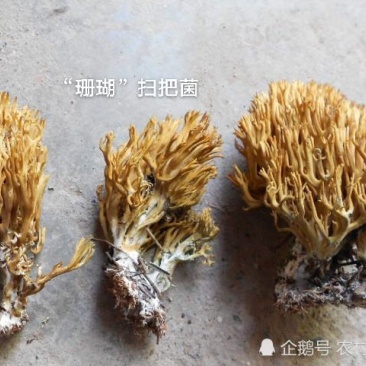 川西高原野生菌品种多