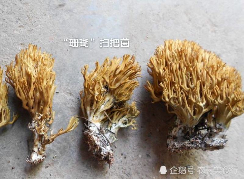 川西高原野生菌品种多