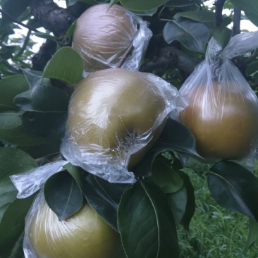 精品黄花梨，皮薄肉细，汁多味甜，入口化渣