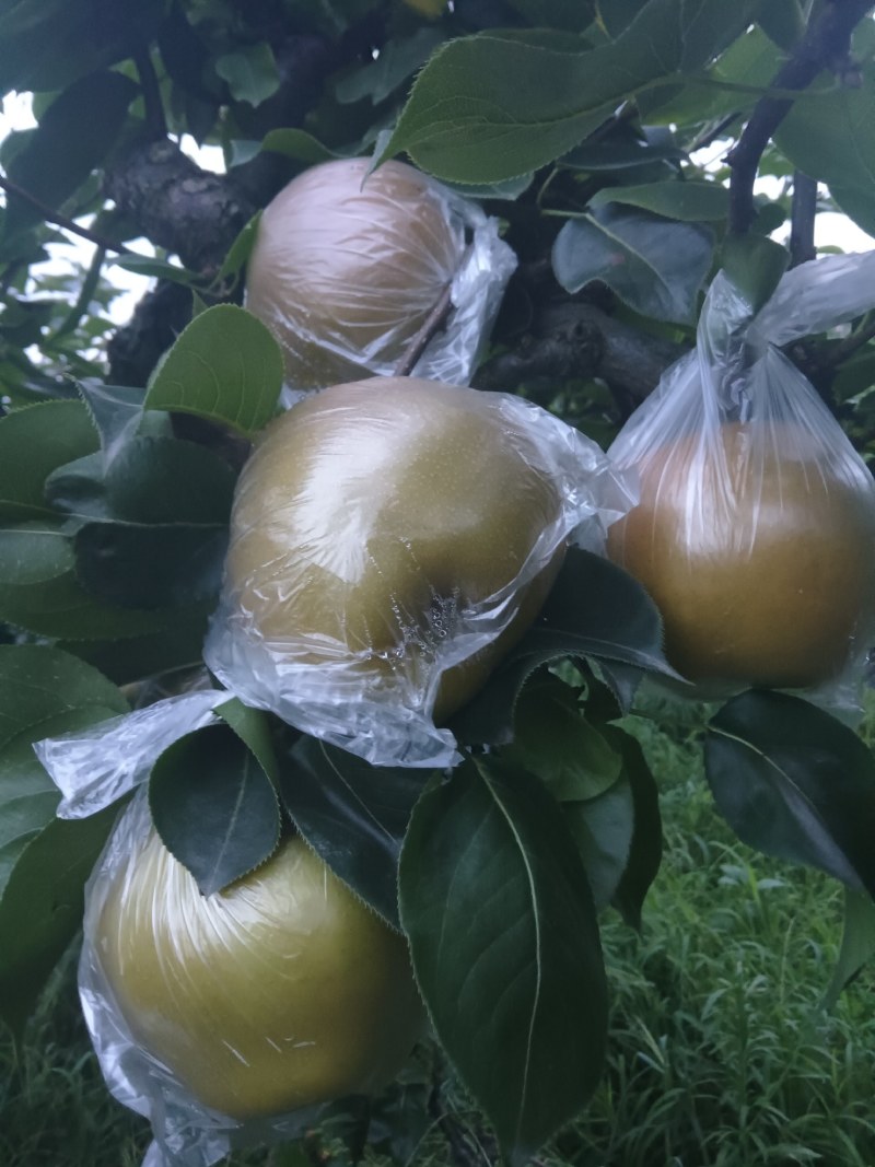 精品黄花梨，皮薄肉细，汁多味甜，入口化渣