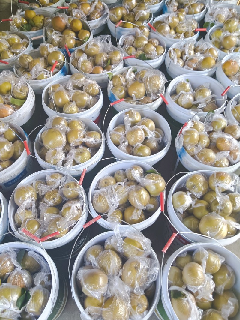 精品黄花梨，皮薄肉细，汁多味甜，入口化渣