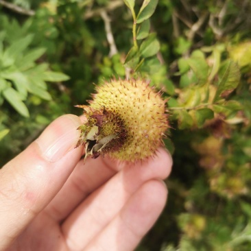 刺梨卖不出去，白菜价处理，新鲜刺梨。要的速度