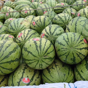 宁夏硒砂瓜，个头大皮毛好