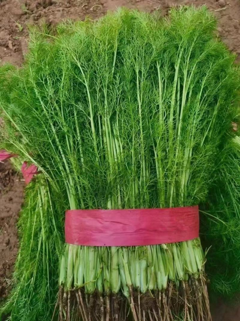 精品茴香