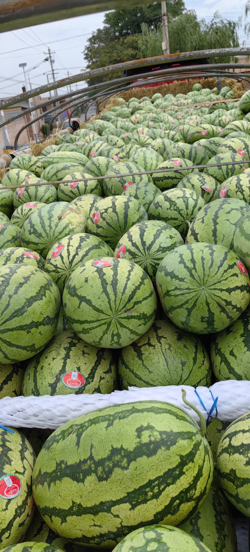 宁夏硒砂瓜，个头大皮毛好