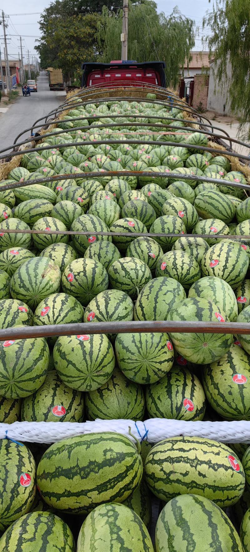 宁夏硒砂瓜，个头大皮毛好
