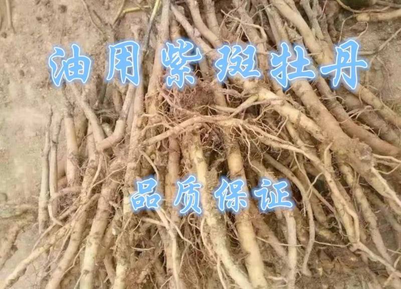 4年牡丹花苗，牡丹籽