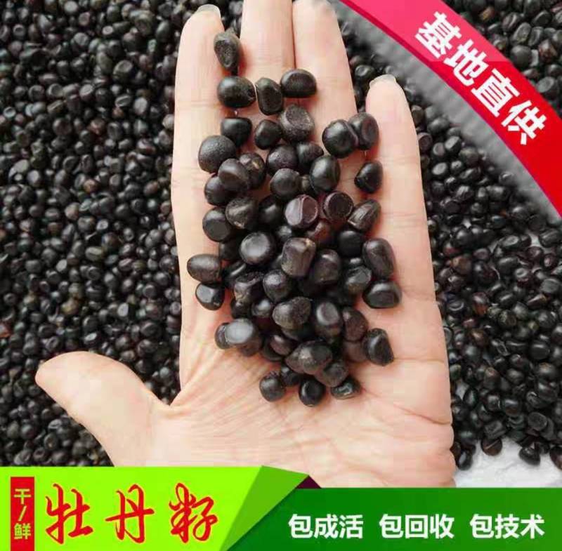 4年牡丹花苗，牡丹籽