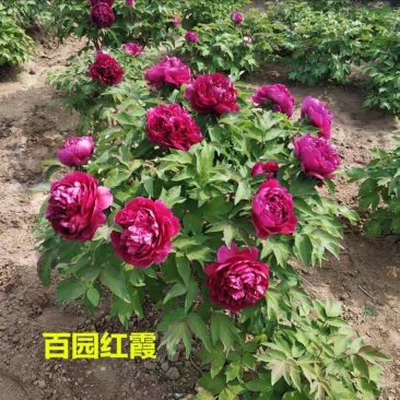4年牡丹花苗，牡丹籽