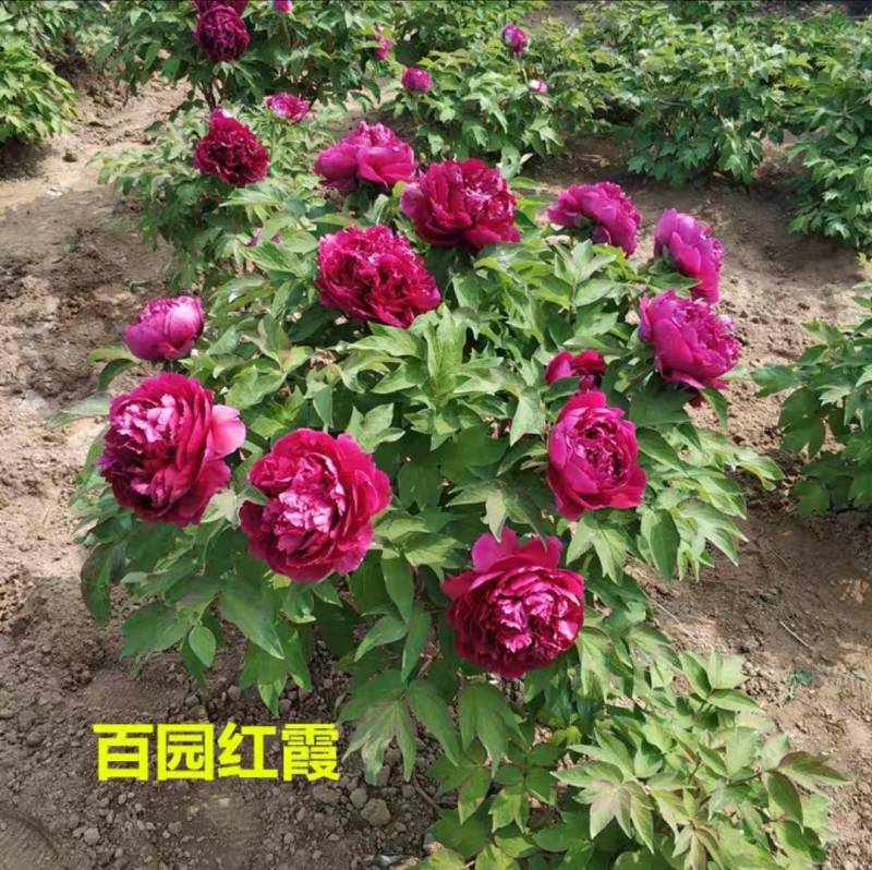 4年牡丹花苗，牡丹籽
