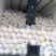 【复购多】有机花菜松花菜青梗白面走市场商超代发全国