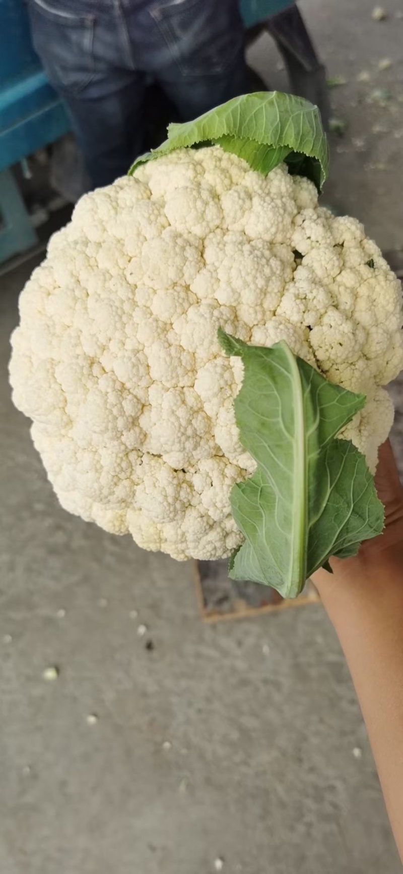 【复购多】有机花菜松花菜青梗白面走市场商超代发全国