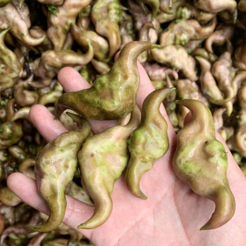 洪湖菱角老菱角嫩菱角大青菱角黑菱角现摘现发大量现货