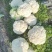 【复购多】有机花菜松花菜青梗白面走市场商超代发全国