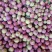 湖北红霸大宝石李子红玫瑰产地直供，货源充足