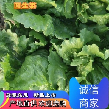 生菜，散叶生菜，球生菜，菜型好，供货量大，诚信代办代收。