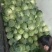 吉林甘蓝大量上市产地直发质量保证全国代发欢迎采购