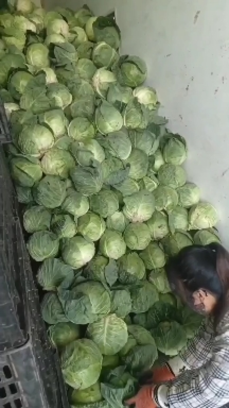 吉林甘蓝大量上市产地直发质量保证全国代发欢迎采购