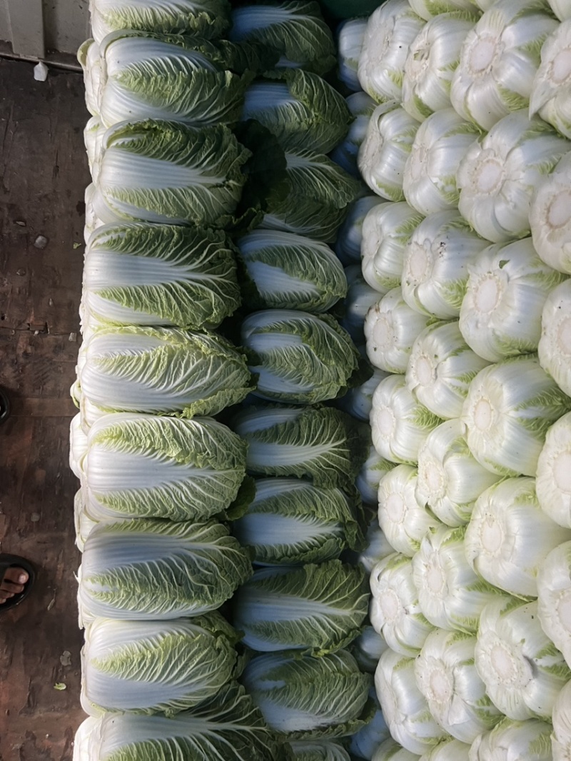 【精选】黄心白菜玲珑黄无虫眼起薹品质保证代发全国