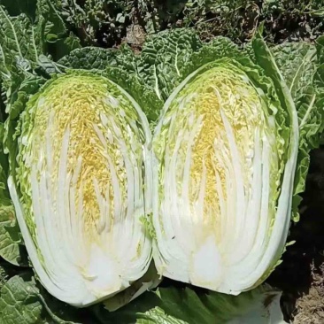 【精选】黄心白菜玲珑黄无虫眼起薹品质保证代发全国