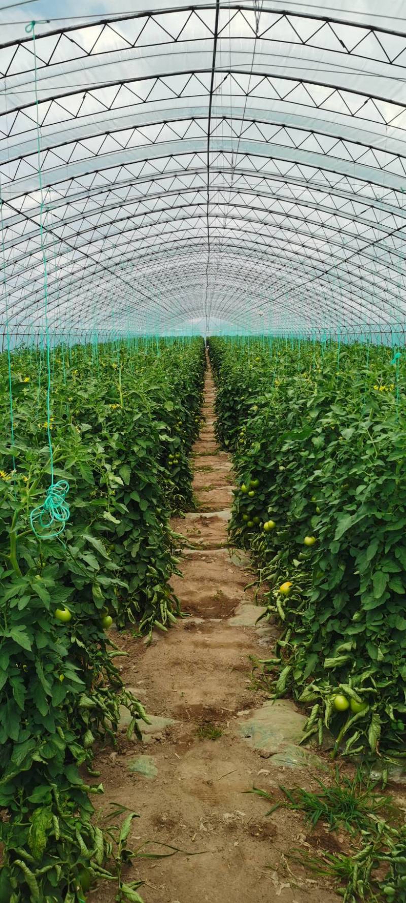 沙瓤西红柿313口感番茄精品，供超市和大型批发商